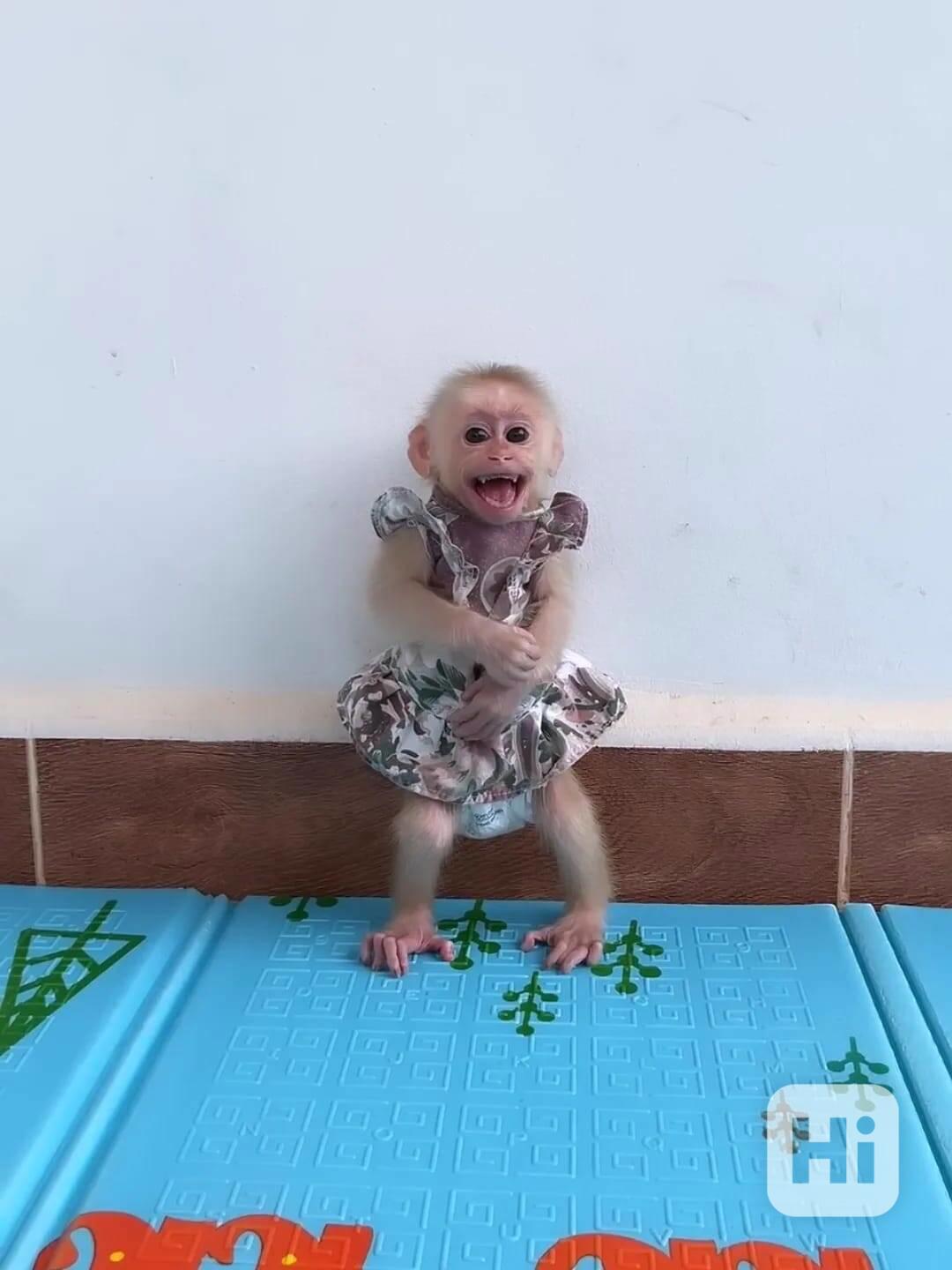 Úžasná kapucínská opice na prodej - foto 1