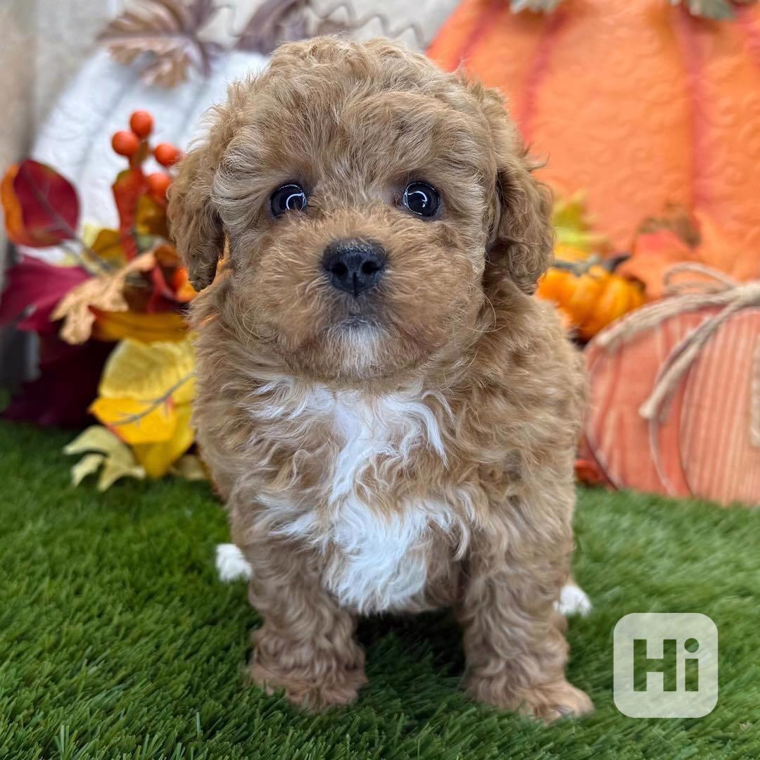 Nejroztomilejší štěňátka pudlů k odběru!!  - foto 1