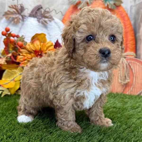 Nejroztomilejší štěňátka pudlů k odběru!!  - foto 3