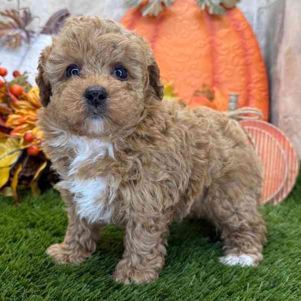 Nejroztomilejší štěňátka pudlů k odběru!!  - foto 2