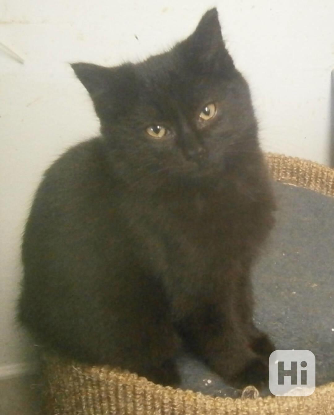 Černý hodný medvídek 3měsíční Míša hledá domov. - foto 1