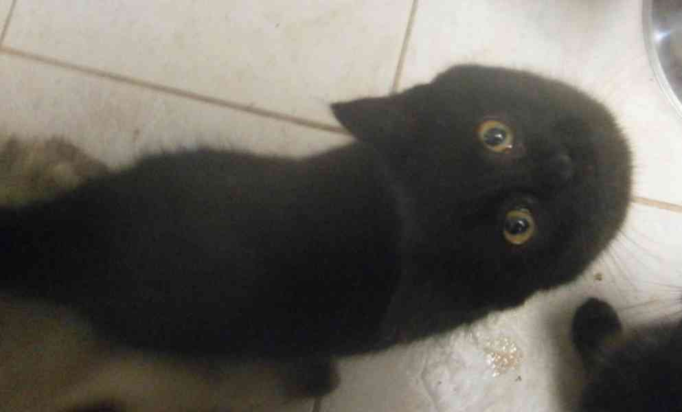 Černý hodný medvídek 3měsíční Míša hledá domov. - foto 7