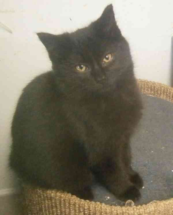 Černý hodný medvídek 3měsíční Míša hledá domov. - foto 1