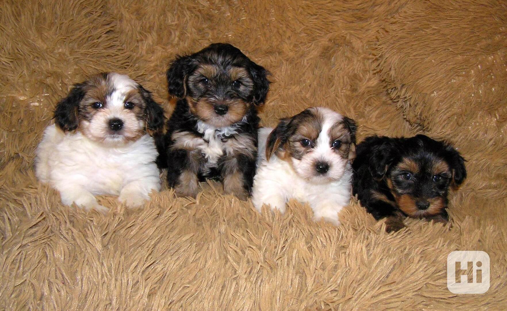 Biewer Yorkshire Terrier a Spaltbiewer F2 štěňátka - foto 1