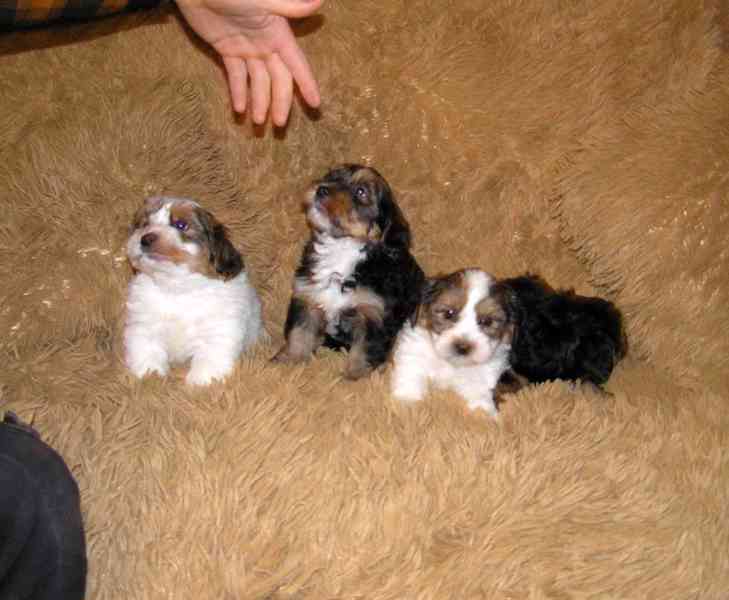 Biewer Yorkshire Terrier a Spaltbiewer F2 štěňátka - foto 6