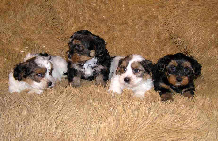 Biewer Yorkshire Terrier a Spaltbiewer F2 štěňátka - foto 7