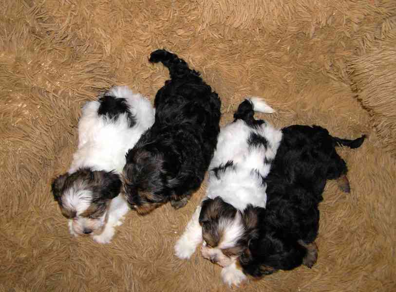 Biewer Yorkshire Terrier a Spaltbiewer F2 štěňátka - foto 5
