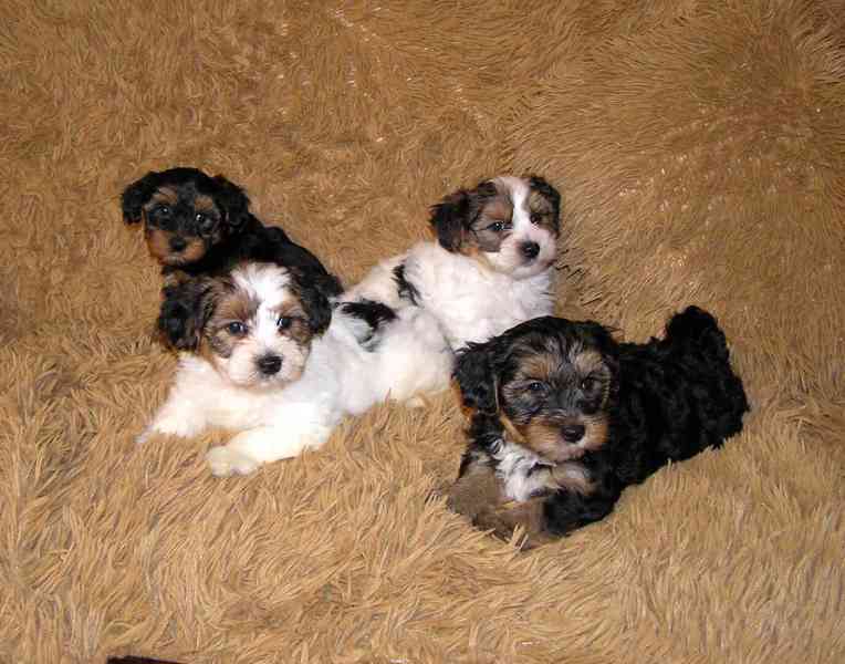 Biewer Yorkshire Terrier a Spaltbiewer F2 štěňátka - foto 2