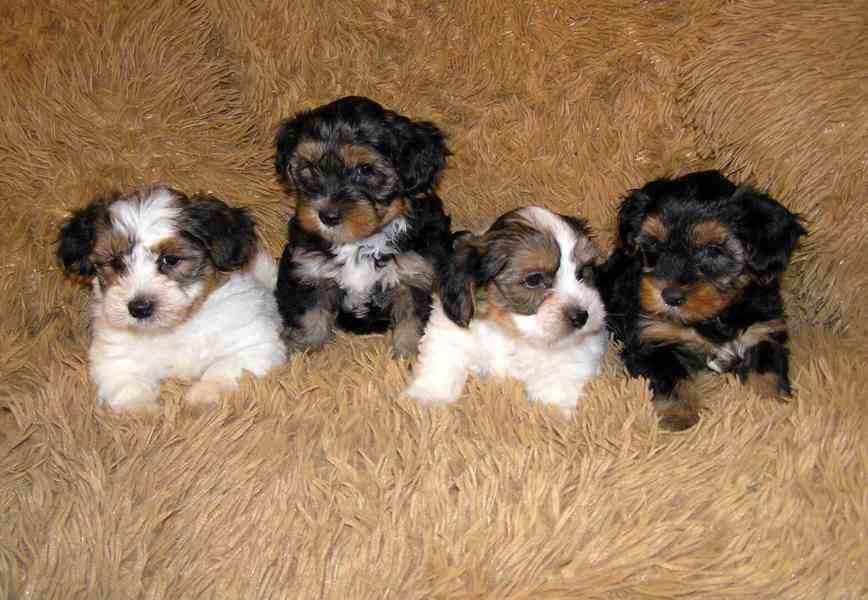 Biewer Yorkshire Terrier a Spaltbiewer F2 štěňátka - foto 4