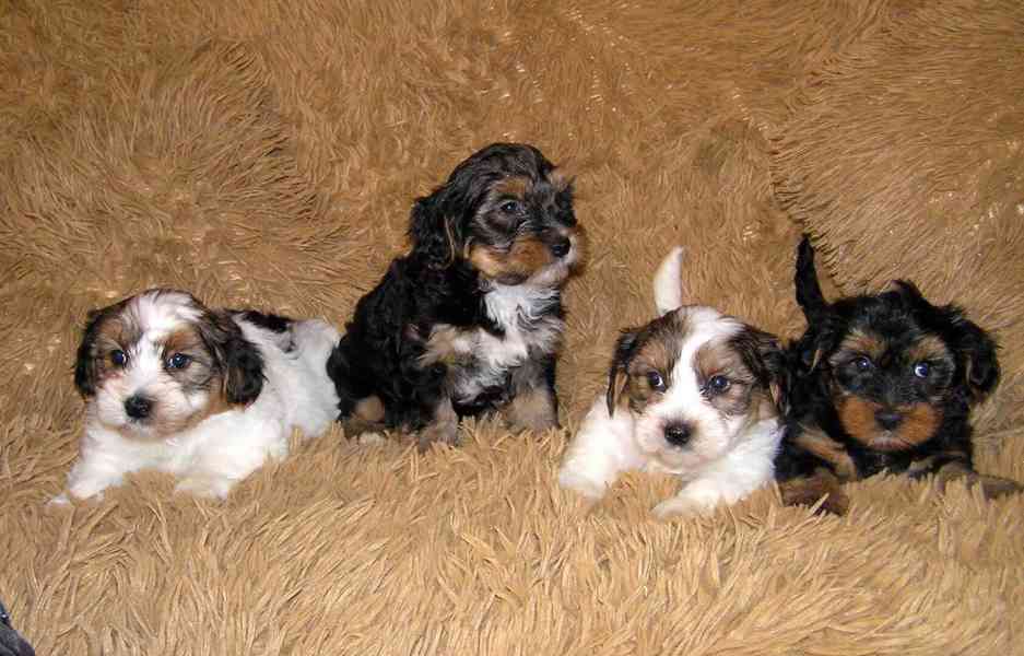 Biewer Yorkshire Terrier a Spaltbiewer F2 štěňátka - foto 3