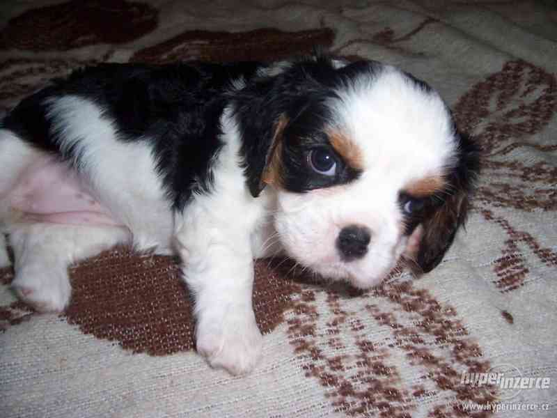 Kavalír king charles španěl - foto 1