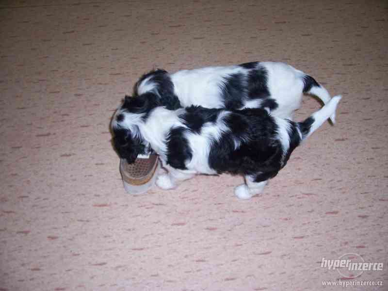 Kavalír king charles španěl - foto 2