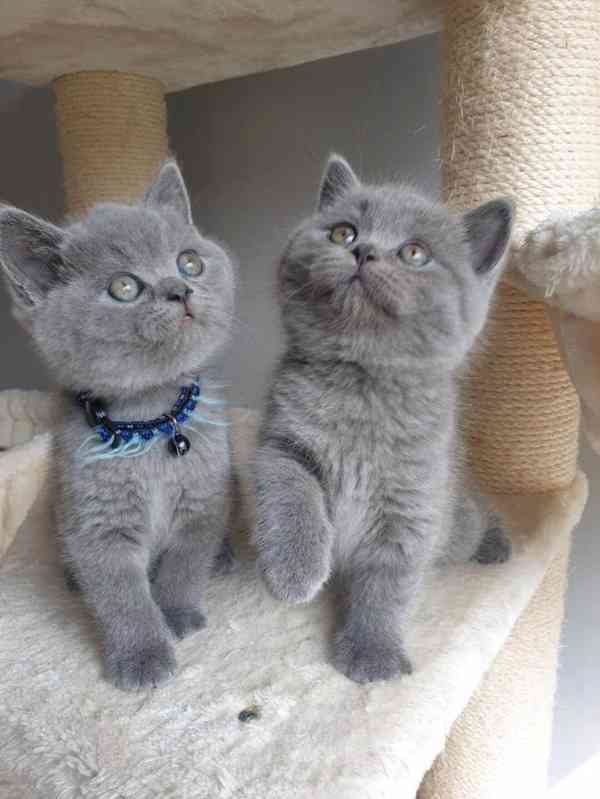Prodám  britská krátkosrstá koťata. - foto 1