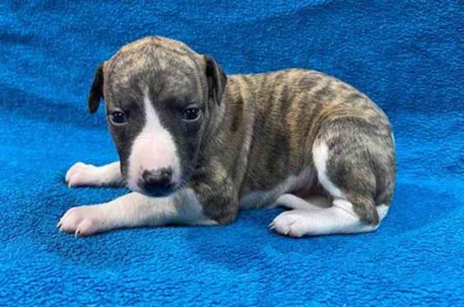 štěňata Vipet k dispozici - foto 1