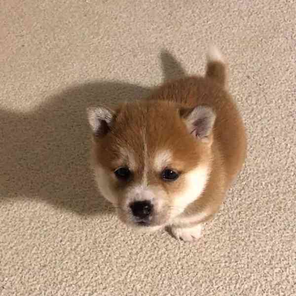 🐾🦊 Štěňata shiba inu na prodej! - foto 1