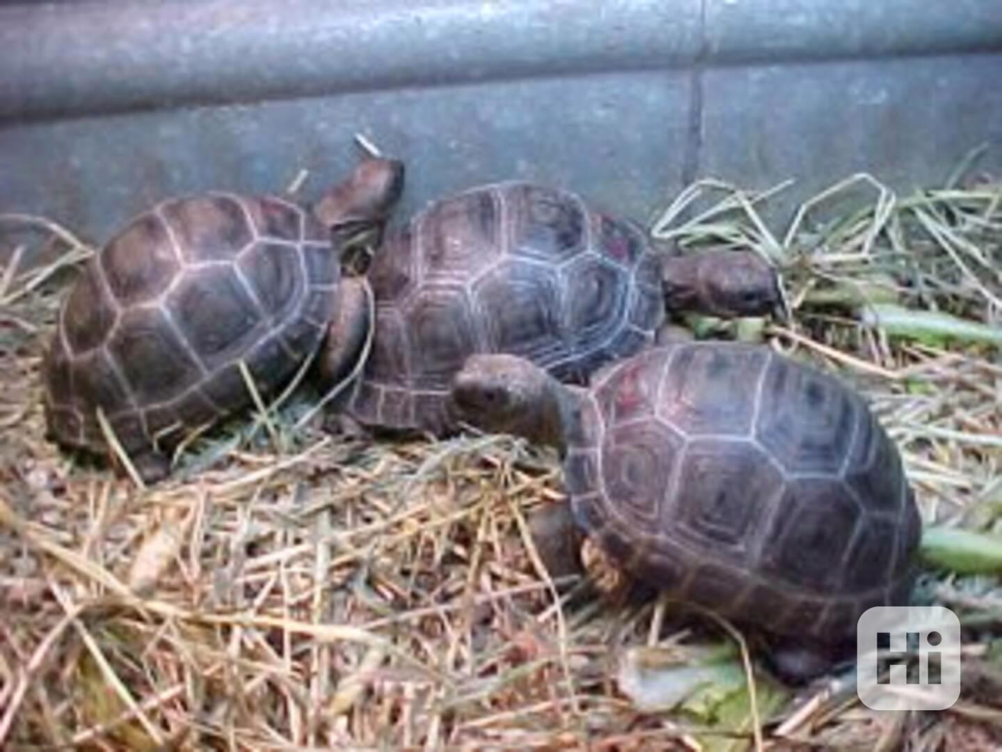 Želvy k dispozici za velmi dobré ceny - foto 1