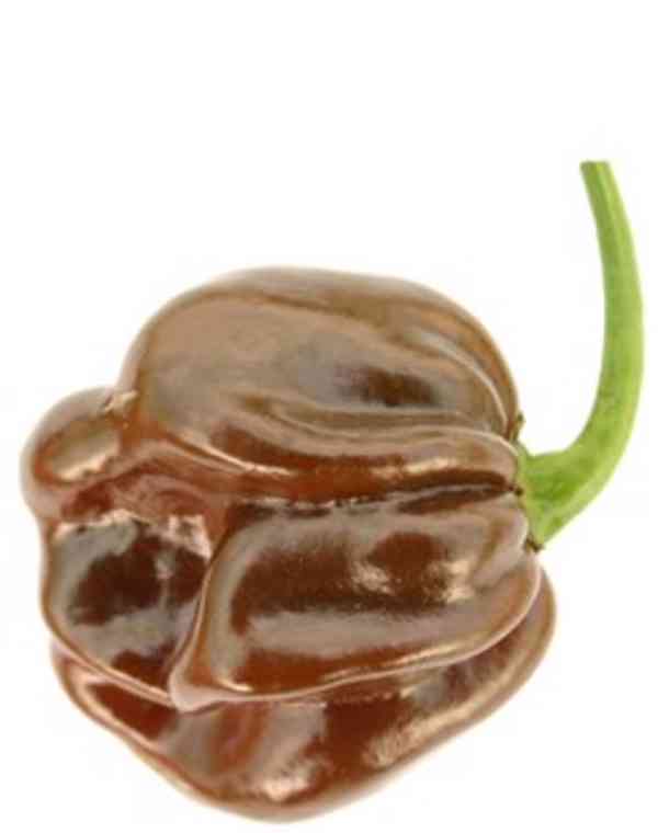 CHILLI HABANERO CHOCOLATE - SEMENA - foto 1