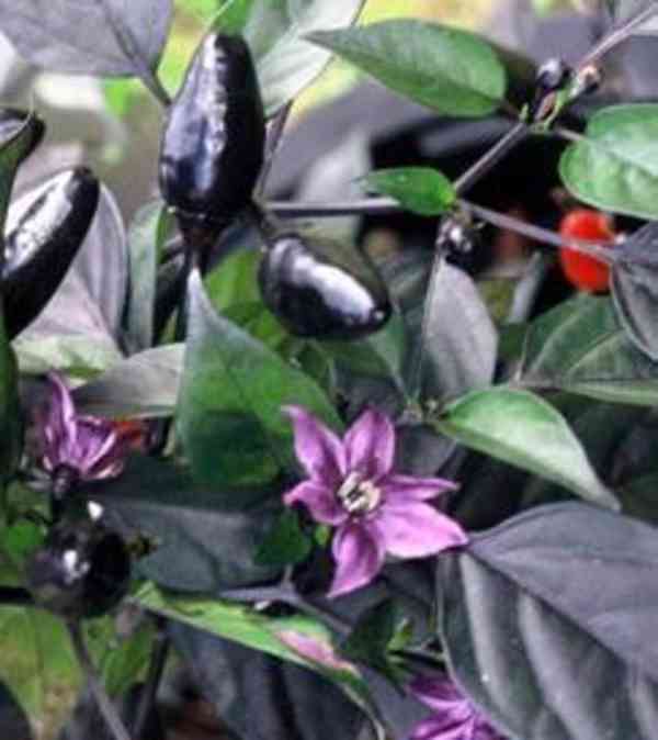 SAZENICE CHILLI ROYAL BLACK