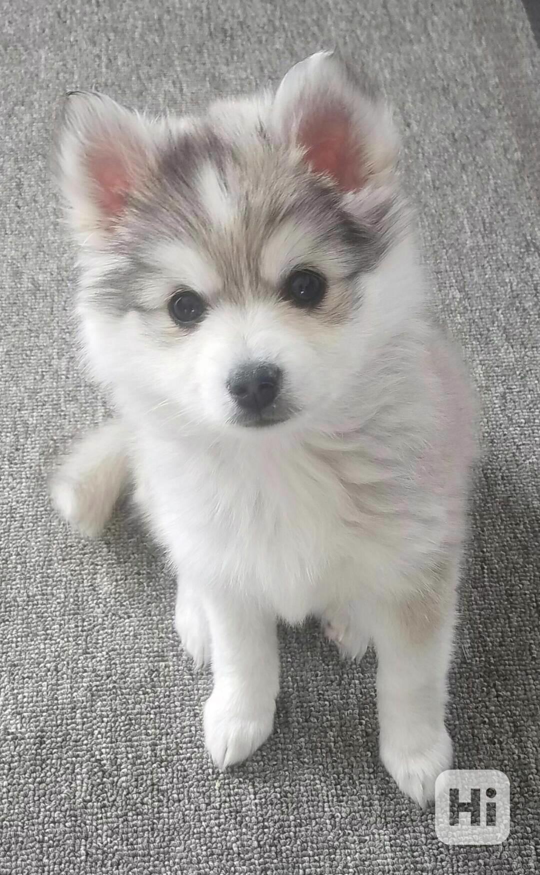 Zdarma dárek štěňata sibiřského huskyho k adopci  - foto 1