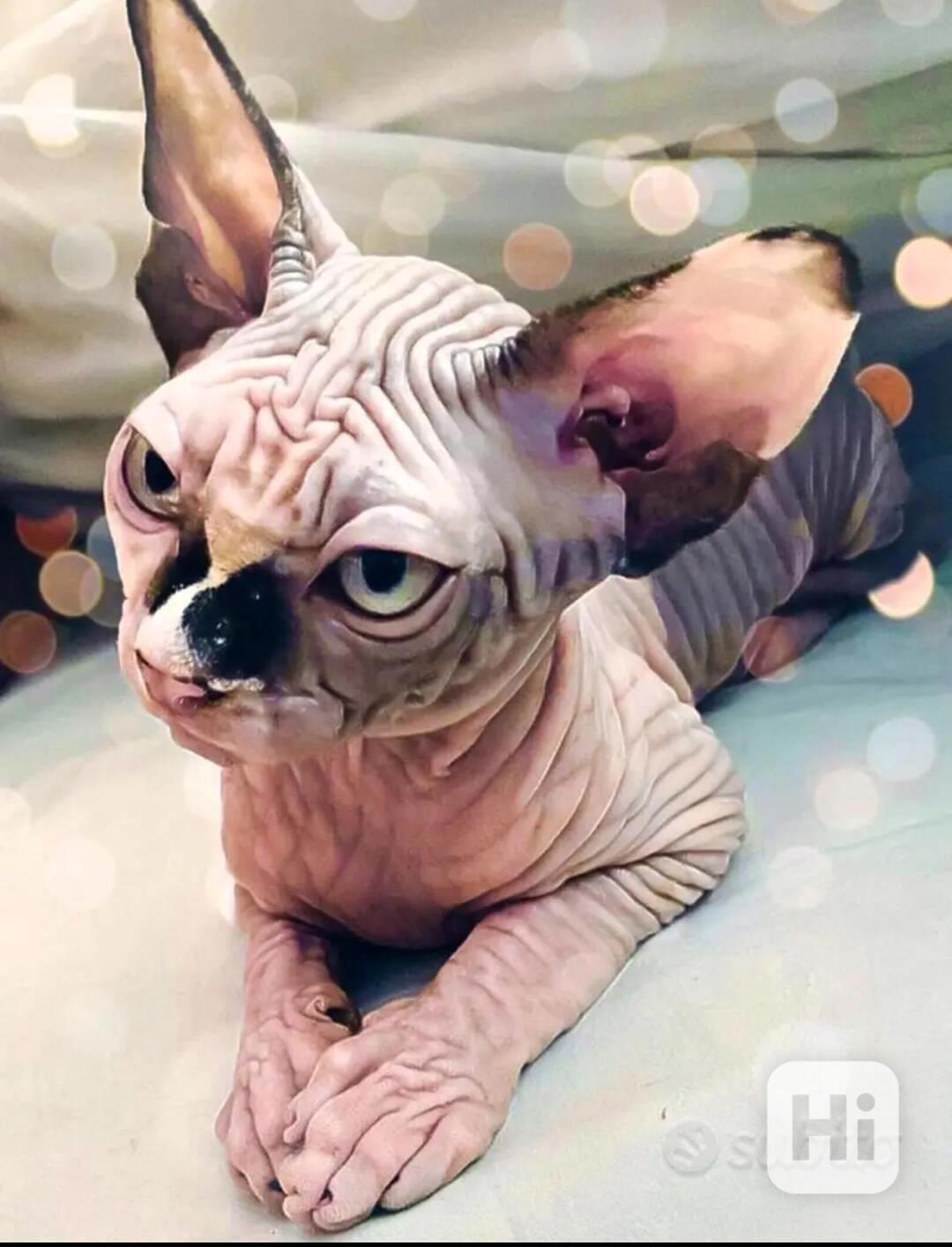 Sphynx  - foto 1