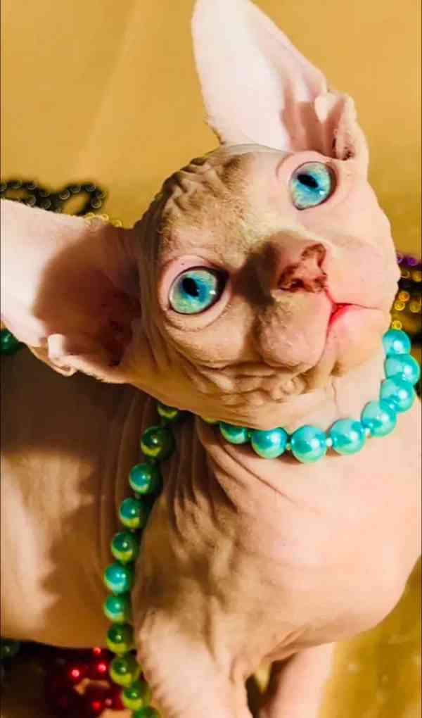 Sphynx  - foto 3