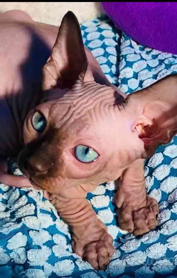 Sphynx  - foto 6