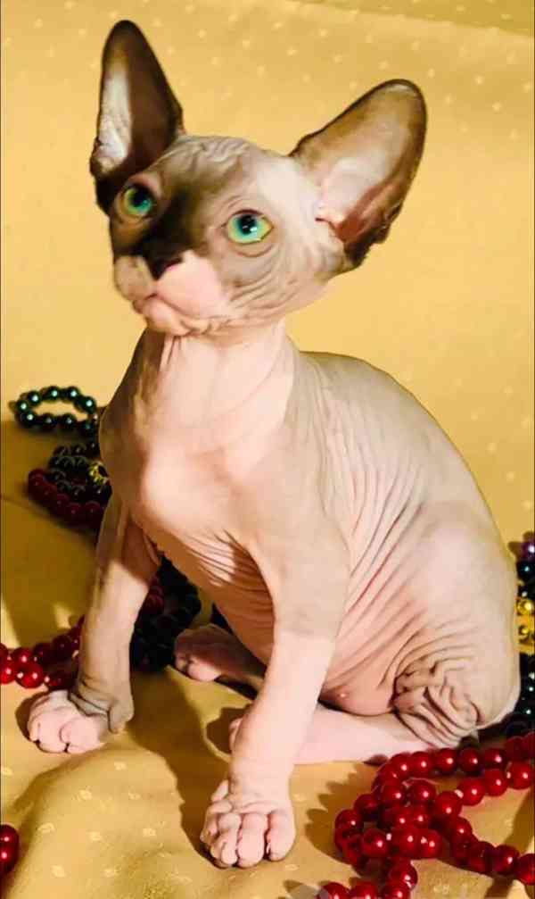 Sphynx  - foto 2