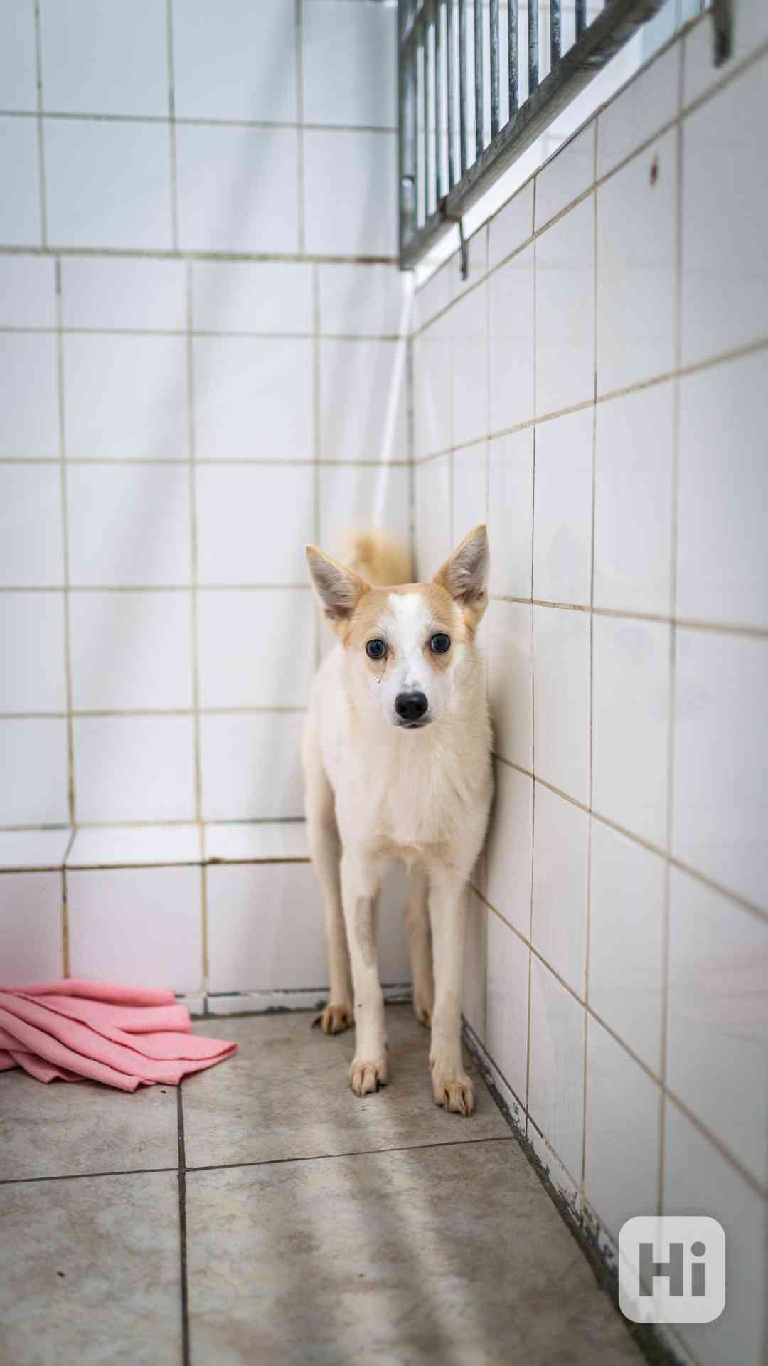 Fergie - bojácnější, ale moc hodná holčička  - foto 1