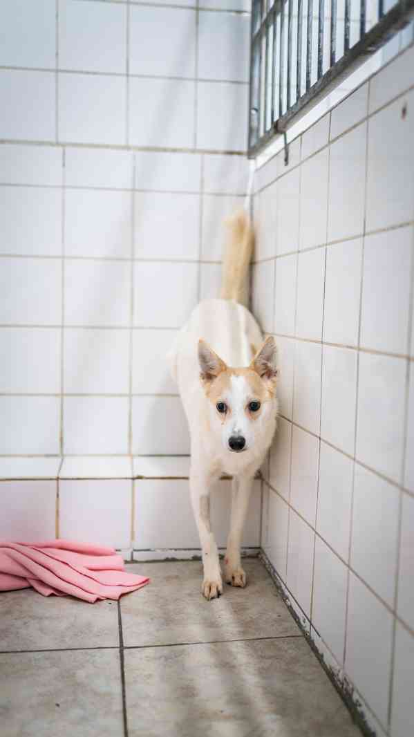 Fergie - bojácnější, ale moc hodná holčička  - foto 2