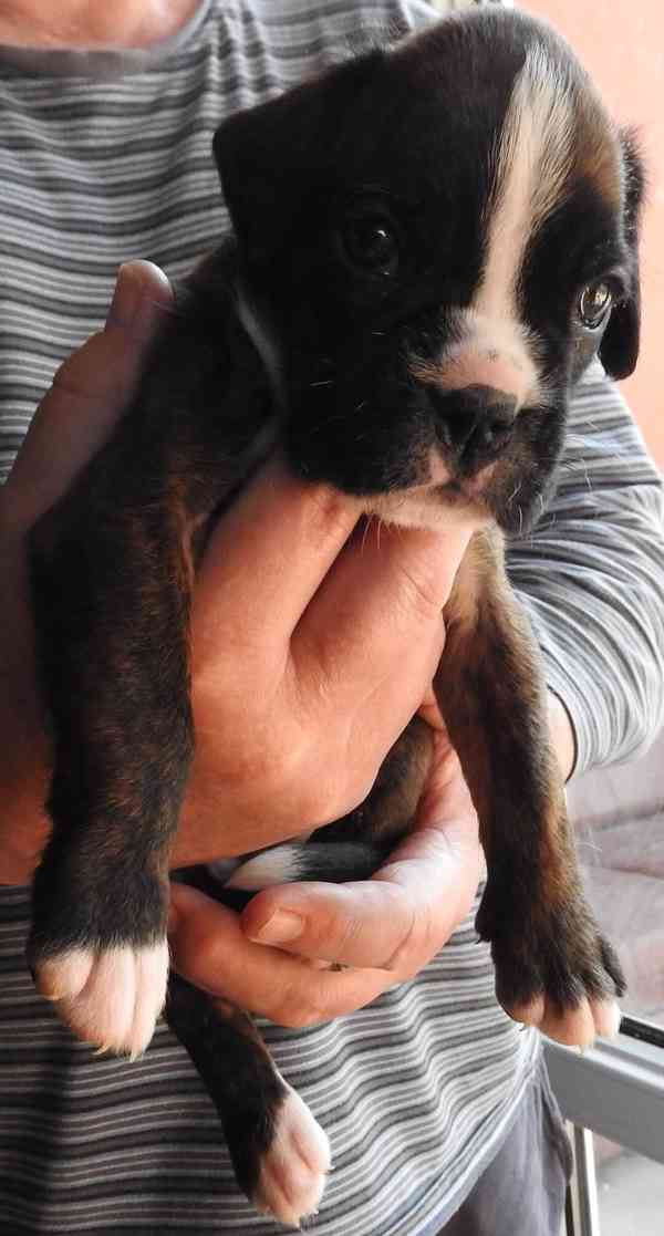 Boxer štěňata - foto 5