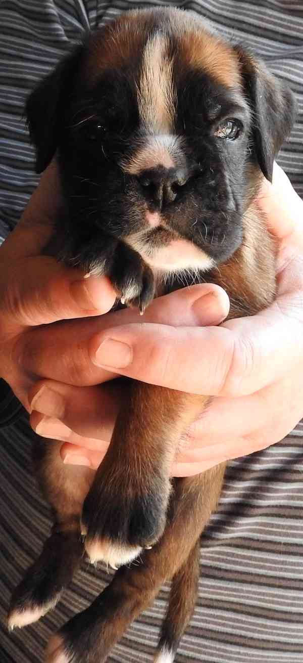 Boxer štěňata - foto 4