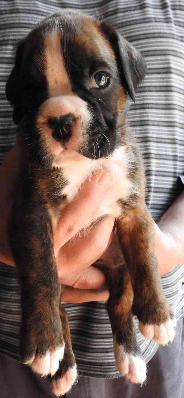 Boxer štěňata - foto 3