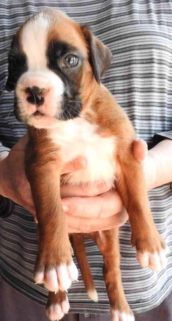 Boxer štěňata - foto 2