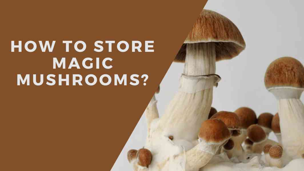 BUY PSYCHEDELICS MUSHROOMS ONLINE FAST DELIVERY