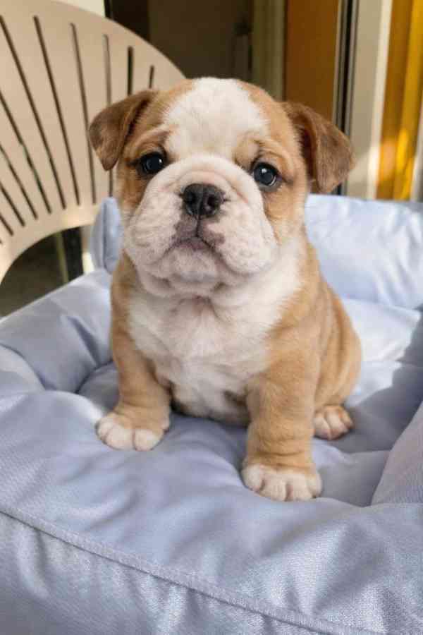 Zdarma  dárek štěňata anglického buldoka k adopci  - foto 1