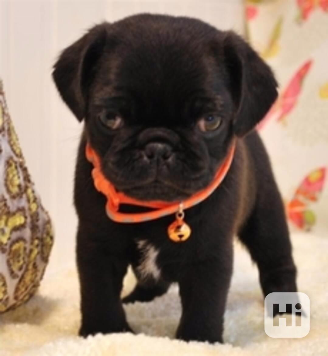 Krásná a zdravá štěňata mopse - foto 1