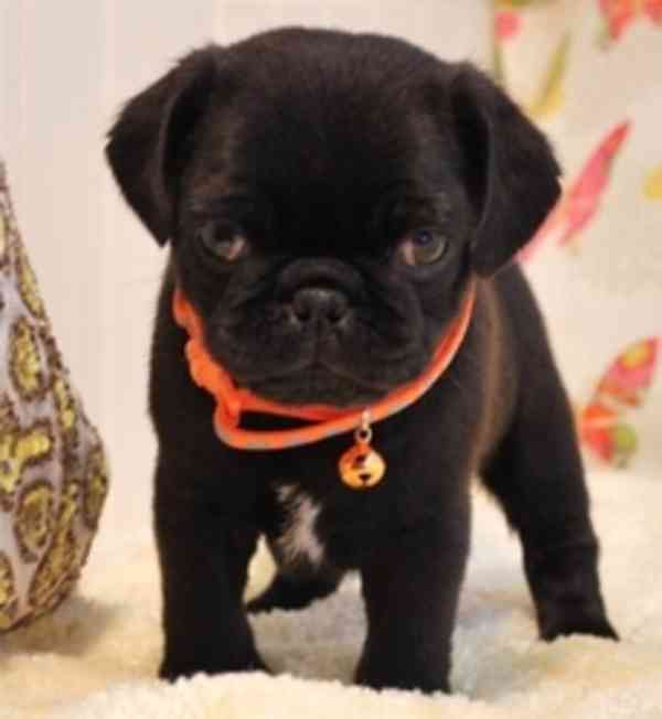 Krásná a zdravá štěňata mopse - foto 1