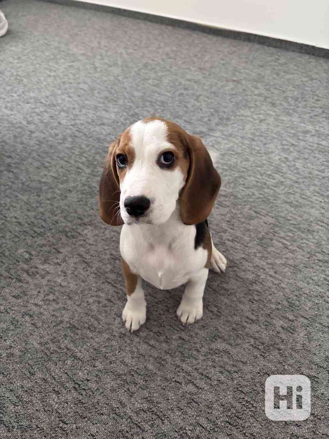 Štěňátko bígla - foto 1