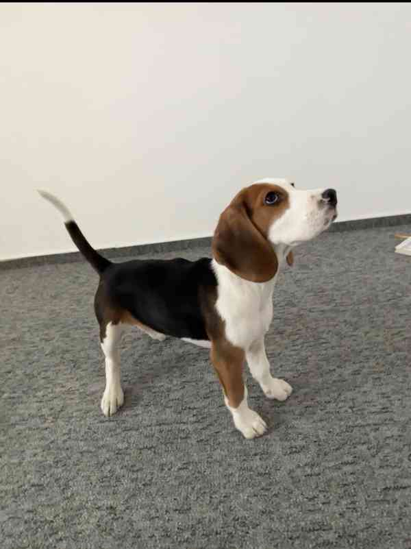 Štěňátko bígla - foto 4