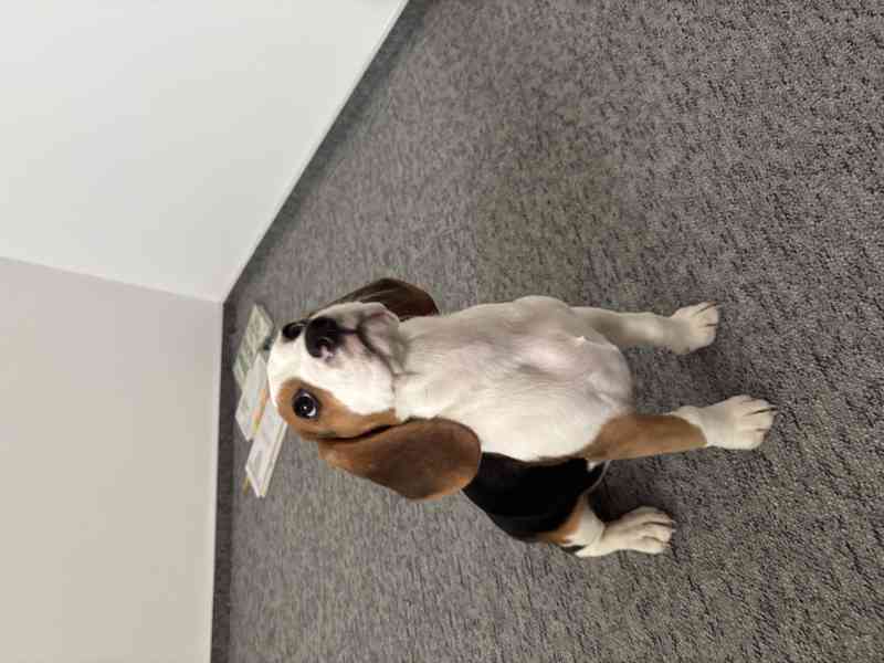 Štěňátko bígla - foto 2