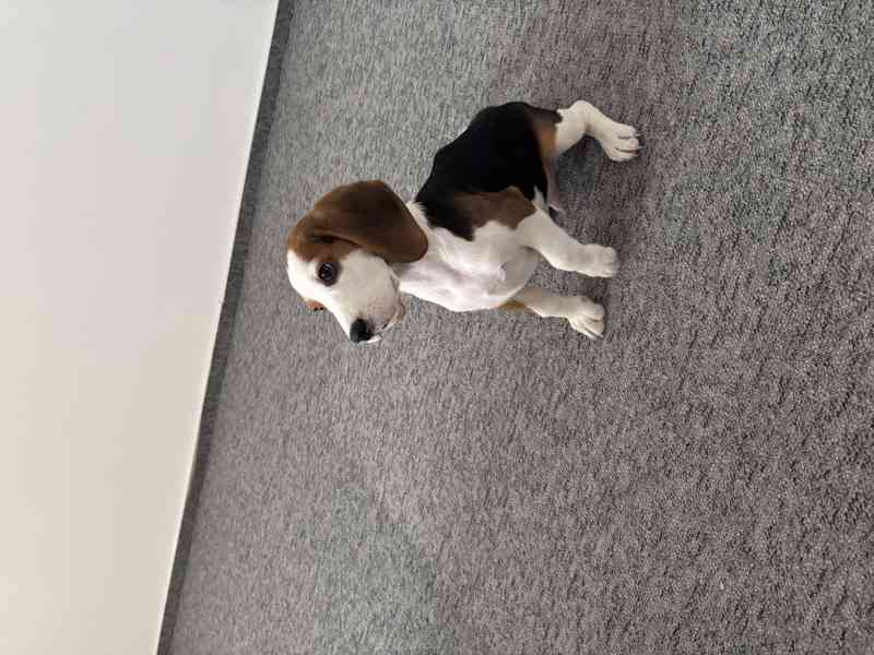 Štěňátko bígla - foto 3