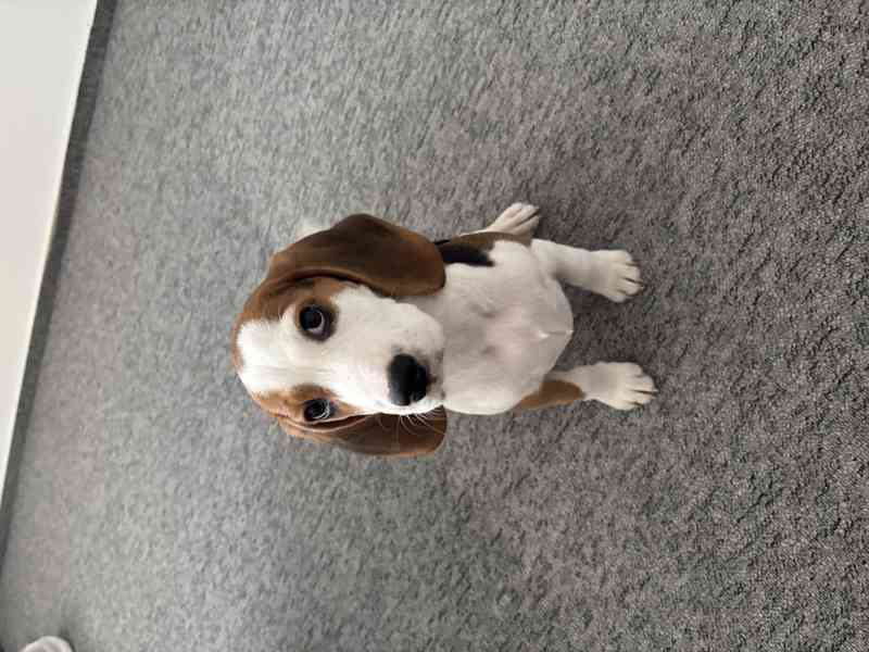 Štěňátko bígla - foto 1