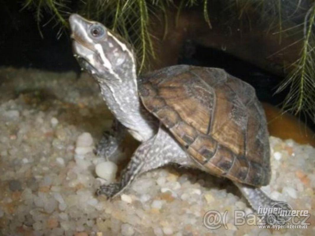 Vyměním 3 klapavky za suchozemské želvy - foto 1