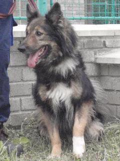 Pejsek čeká v útulku Troja už od konce roku 2010 - foto 1