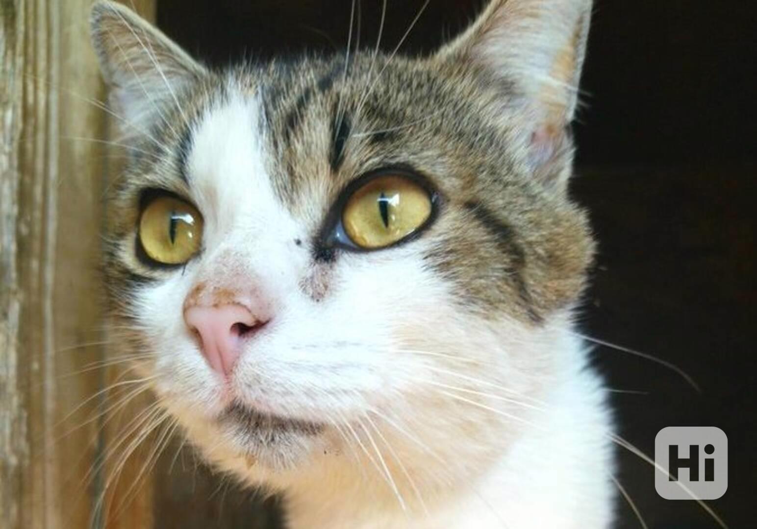 Mikeš z útulku Voříškov - foto 1