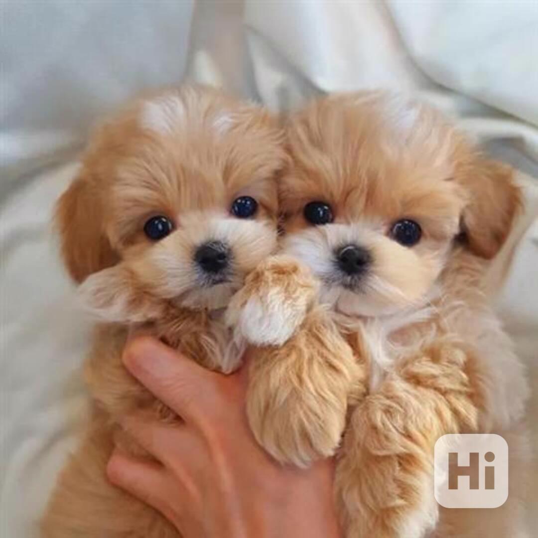 Maltipoo štěňata pes a fenka. - foto 1