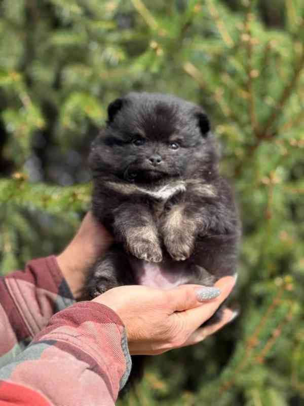 Krásná a vynikající štěňata pomeraniana připravená do jakého - foto 1