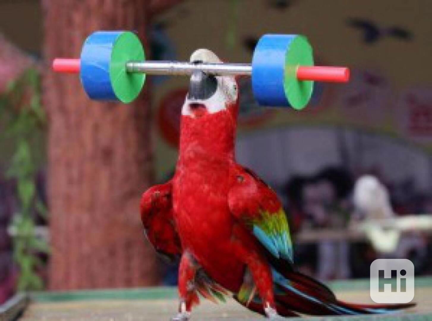 Rozkošný samec a samice papoušků ara červených - foto 1