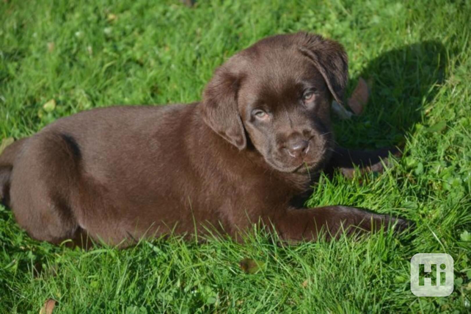 Labradorský retrívr - foto 1