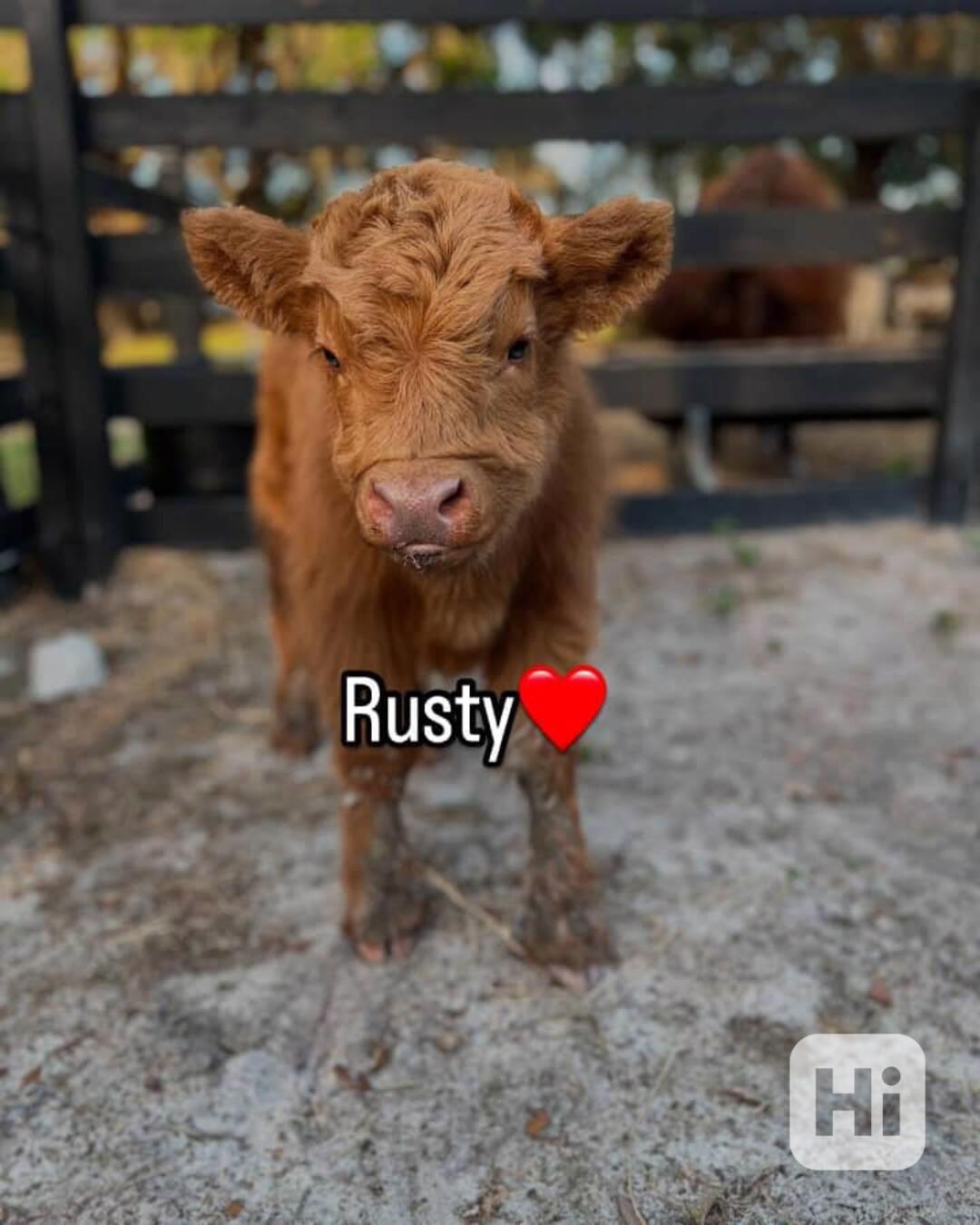 🌾 Nadýchané skotské mini krávy - foto 1